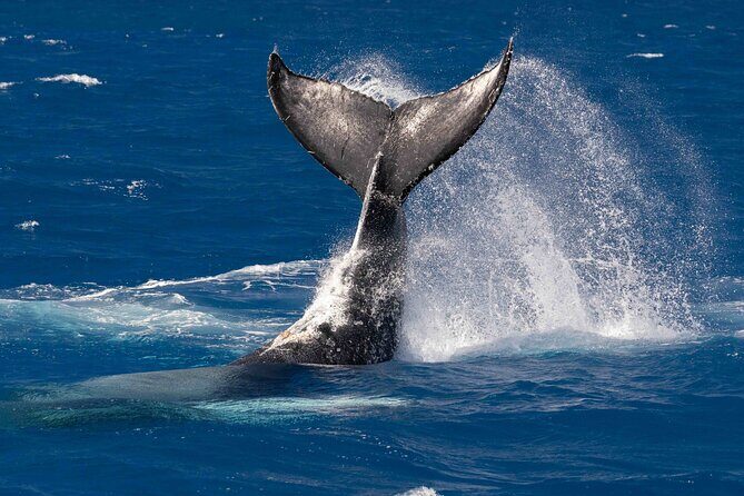 Humpback Whale Watch Tour - Key Points