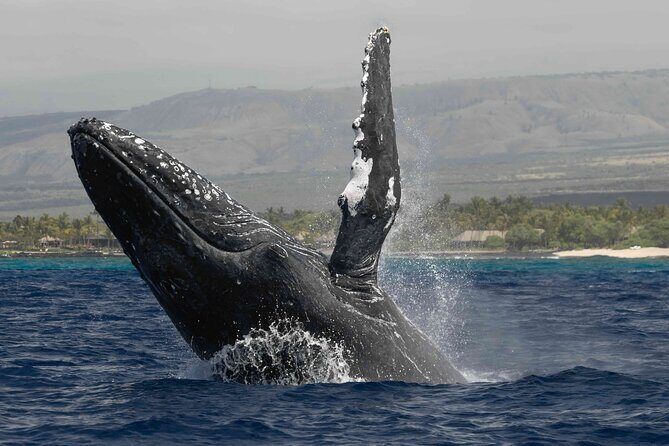 Humpback Whale Watch Tour - The Itinerary: What to Expect from Start to Finish