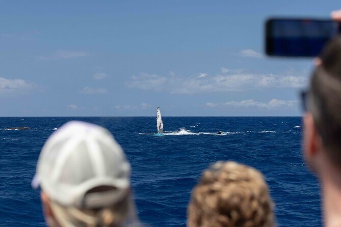 Humpback Whale Watch Tour - The Quality of the Experience: Comfort, Knowledge, and Flexibility