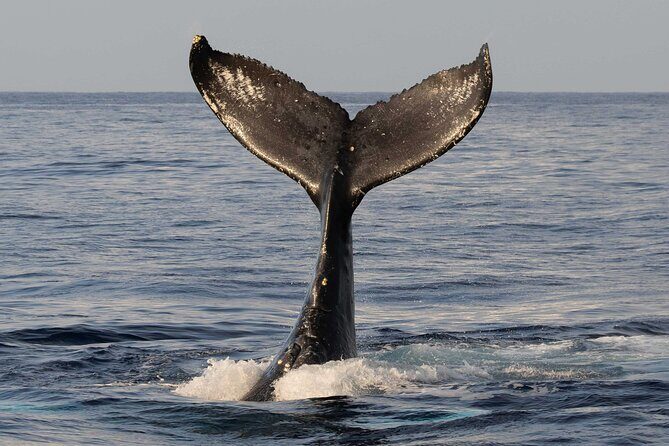 Humpback Whale Watch Tour - Who Will Love This Tour?