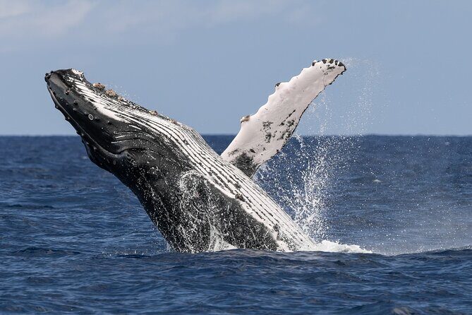 Humpback Whale Watch Tour - Final Thoughts: Is It Worth It?