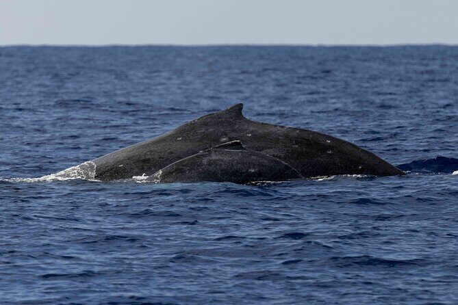 Humpback Whale Watch Tour - FAQs