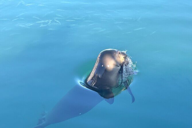 Humpback Whale Watching in Kailua-Kona Hawaii - The Realities of the Whale Watching Tour