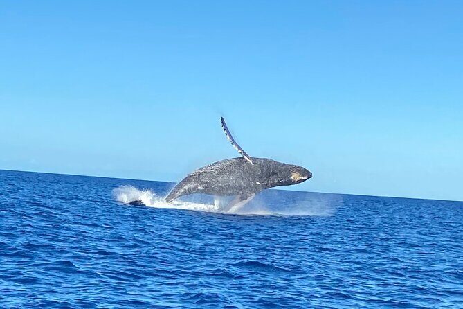 Humpback Whale Watching in Kailua-Kona Hawaii - FAQs