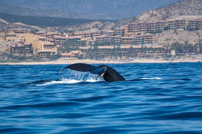 Humpback Whale Watching Private Tour Lead by Marine Biologist - Who Will Love This Tour?