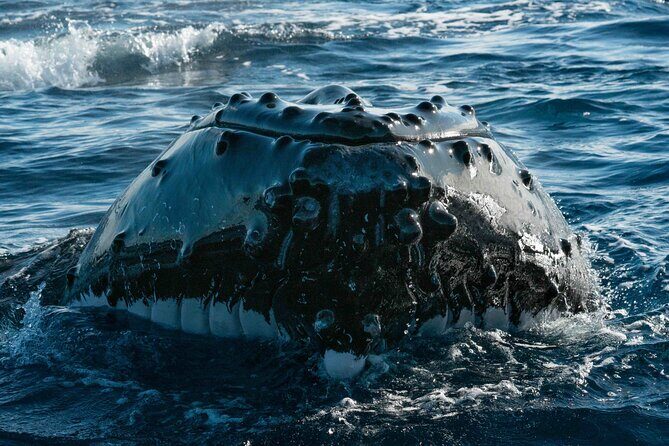 Humpback Whale Watching Private Tour Lead by Marine Biologist - Frequently Asked Questions