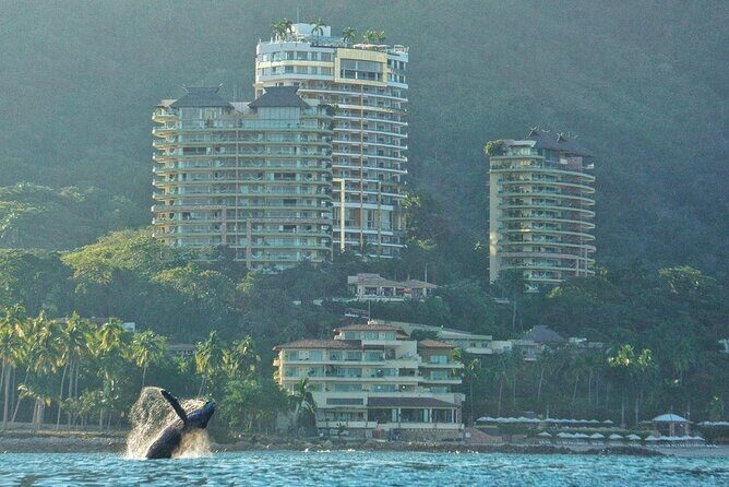 Humpback whale watching south of Puerto Vallarta - Who Will Love This Tour?