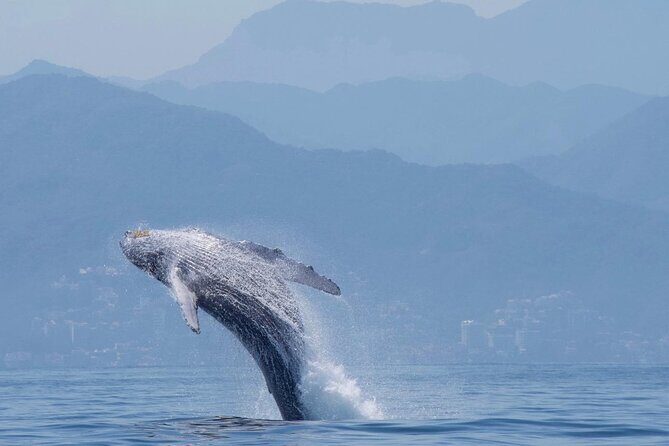 Humpback whale watching south of Puerto Vallarta - Practical Tips