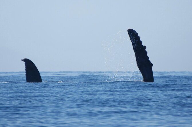 Humpback whale watching south of Puerto Vallarta - FAQ