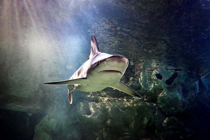 Hunstanton SEA LIFE Sanctuary General Admission Ticket - Exploring Hunstanton SEA LIFE Sanctuary: An Honest Review