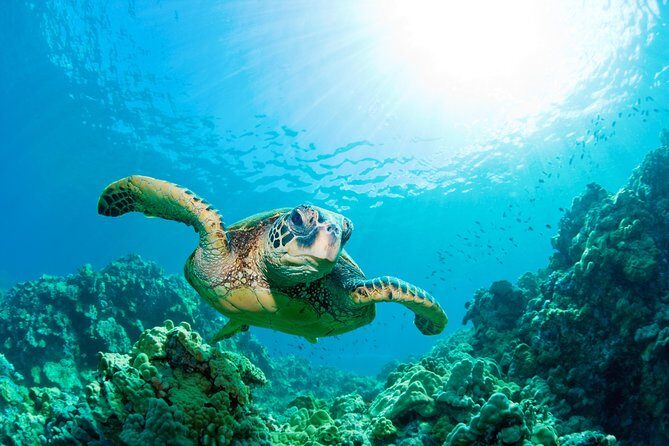 Hunstanton SEA LIFE Sanctuary General Admission Ticket - The Sum Up