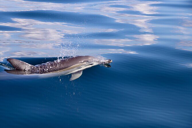 Hunter Coastal Adventure Tour by Boat from Newcastle - The Sum Up: Who Will Love This Tour?