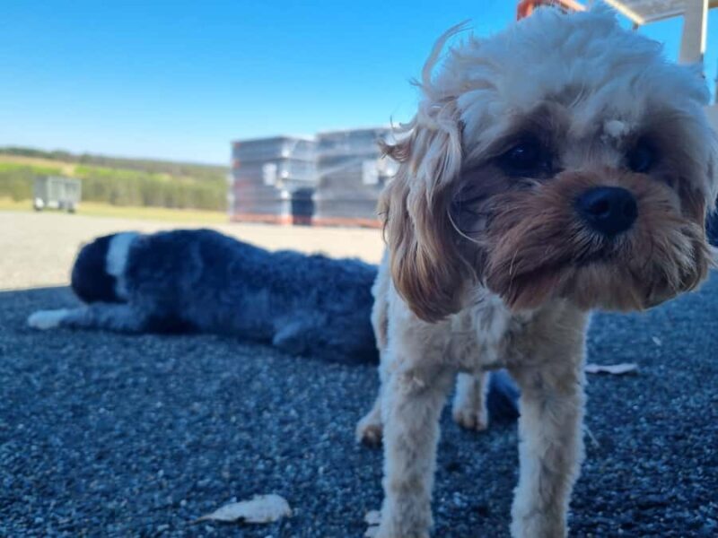 Hunter Valley: Beer & Wine Group Tour - The Journey Back: Relaxed and Enjoyable