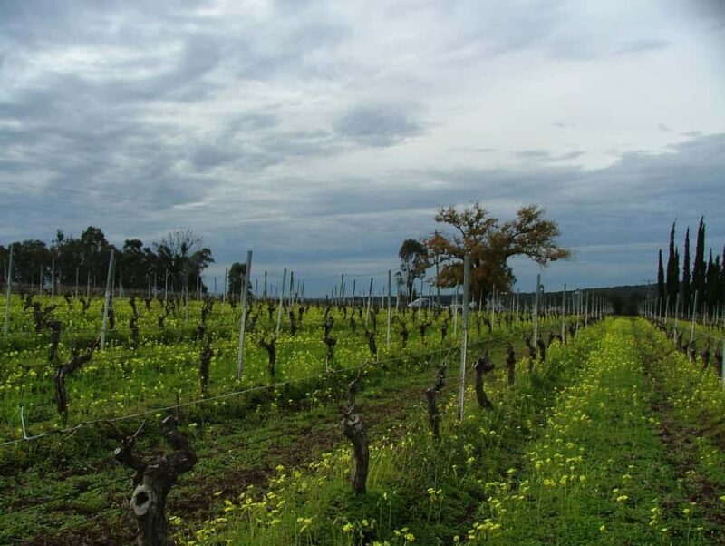 Hunter Valley: Uncork the Hunter Full-Day Wine Tour - The Sum Up