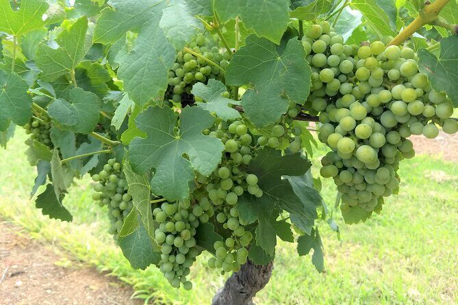 Hunter Valley wine and cheese starting from the Hunter region - Key Points