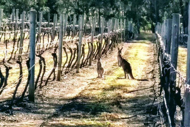 Hunter Valley wine and cheese starting from the Hunter region - The Experience: What Past Travelers Say