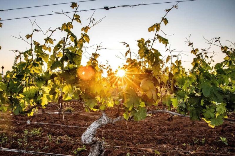 Hunter Valley: Wine Tour with 3 Tastings and Garden Lunch - Authentic Experiences and Small-Group Atmosphere