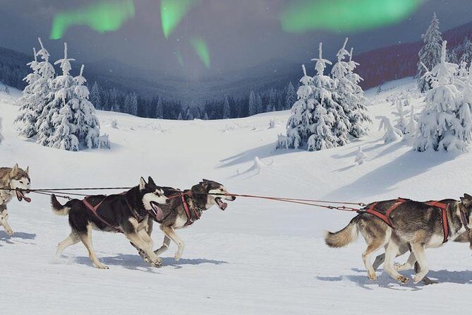 Hunting Northern Lights with Husky - What the Experience Looks Like