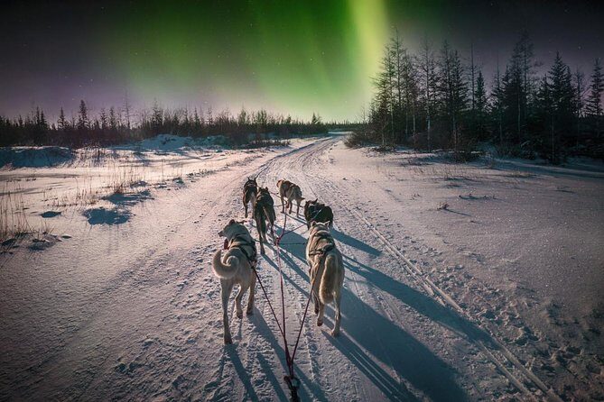 Hunting Northern Lights with Husky - Review Highlights and Authentic Experiences