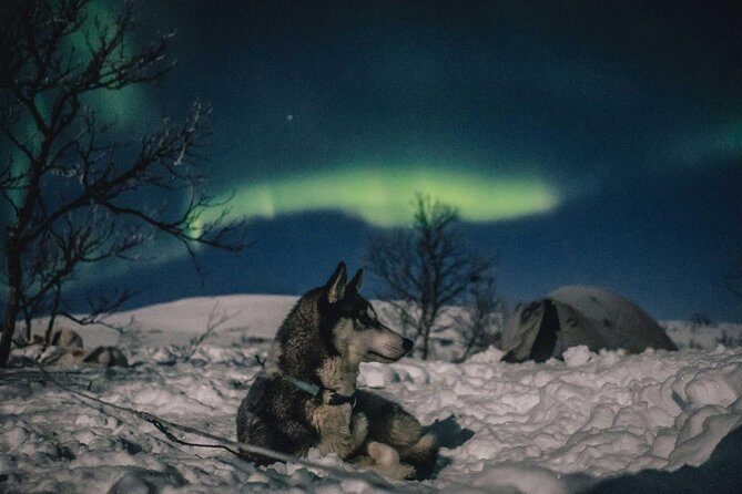 Hunting Northern Lights with Husky - Practical Details and Logistics