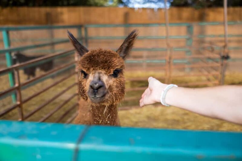 Hurricane, Utah: Guided Farm Tour with Animal Feeding - Key Points