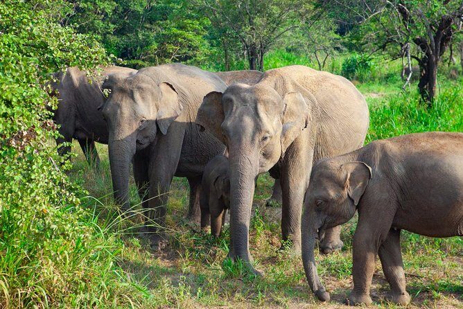 Hurulu Eco Park Private Safari - Key Points