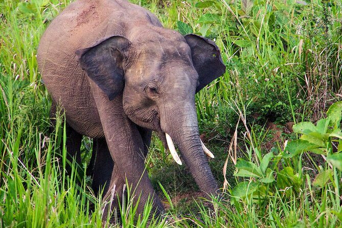 Hurulu Eco Park Private Safari - An Honest Deep Dive into the Hurulu Eco Park Safari