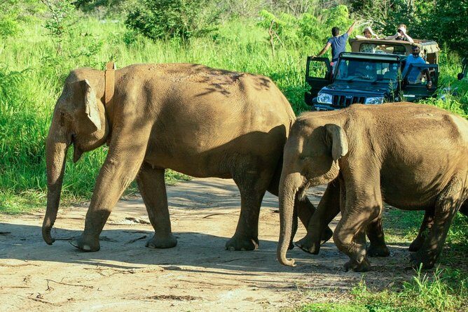 Hurulu Eco Park Private Safari from Dambulla - Exploring the Hurulu Eco Park Private Safari from Dambulla