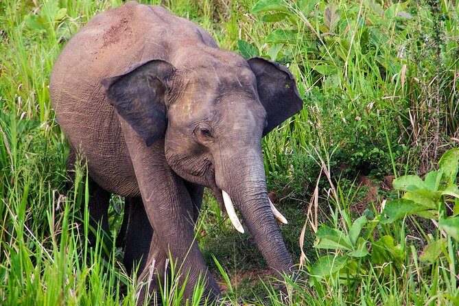 Hurulu Eco Park Private Safari from Dambulla - Key Points
