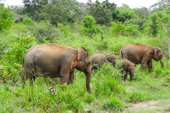 Hurulu Eco Park Private Safari from Dambulla - Frequently Asked Questions