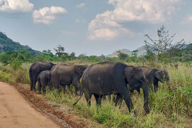 Hurulu Eco Park Private Safari from Sigiriya - Key Points