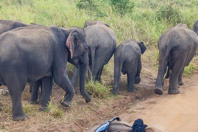 Hurulu Eco Park Private Safari from Sigiriya - The Experience Beyond the Safari