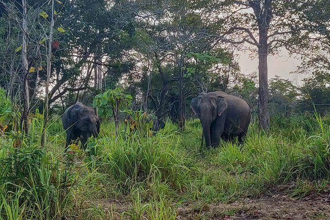 Hurulu Eco Park Private Safari from Sigiriya - FAQ