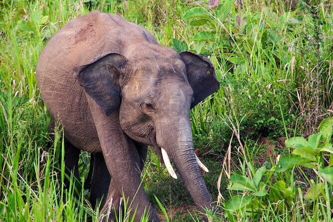 Hurulu Eco Park Safari from Polonnaruwa - A Closer Look at the Tour Experience