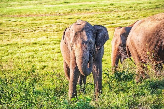 Hurulu Eco Park Safari from Polonnaruwa - Final Thoughts