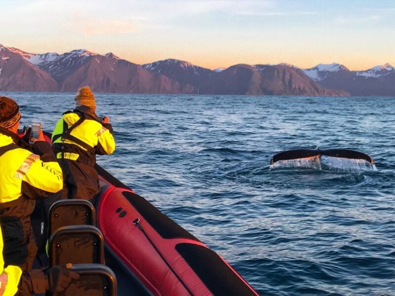 Húsavík: Big Whales and Puffin Island Speedboat Tour - The Essence of the Tour: A Deep Dive