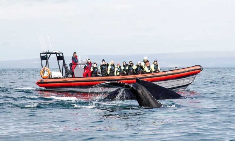 Húsavík: Big Whales and Puffin Island Speedboat Tour - Why This Tour Offers Outstanding Value