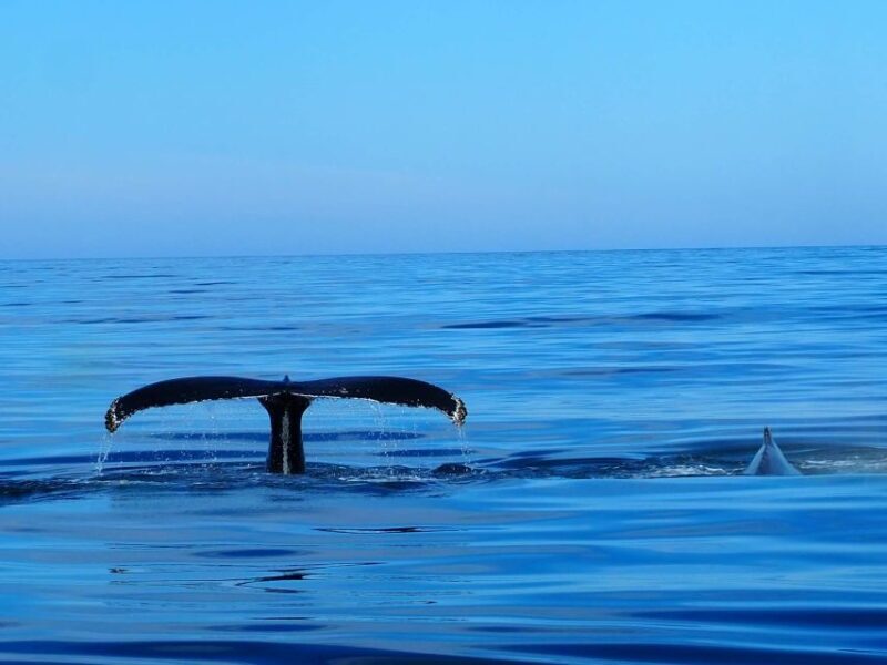 Húsavík: Big Whales and Puffin Island Speedboat Tour - Reviews: Authentic Insights from Travelers