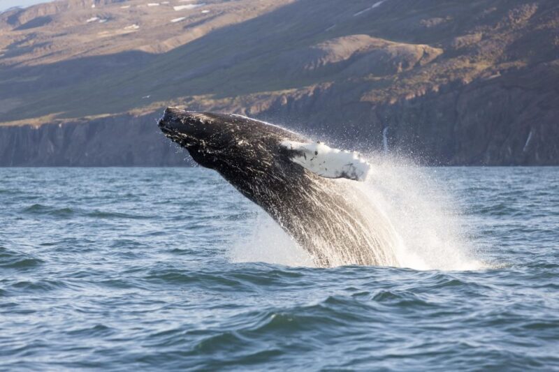 Húsavík: Big Whales and Puffin Island Speedboat Tour - Practical Tips for a Smooth Experience