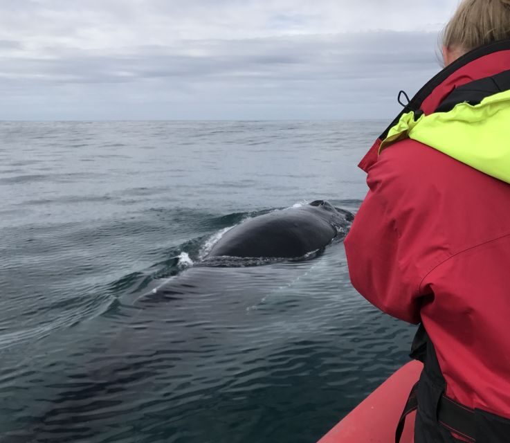 Húsavík: Big Whales and Puffin Island Speedboat Tour - Who Should Book This Tour?