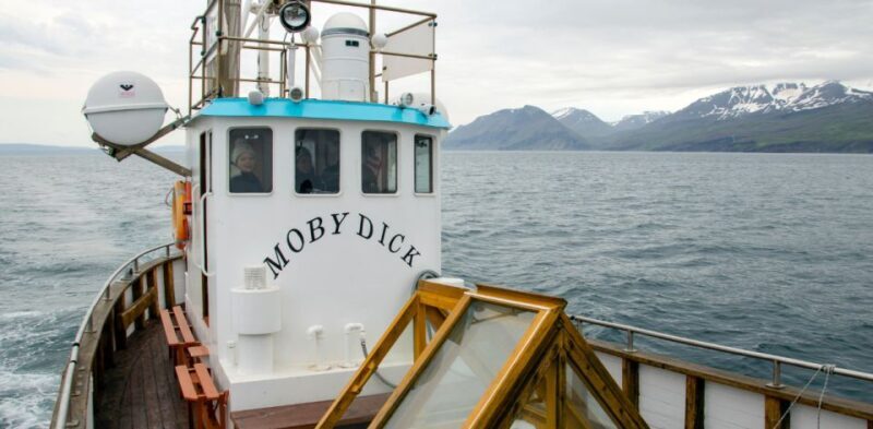 Húsavík: Family-Run and Guided Whale Watching Tour - An In-Depth Look at the Experience