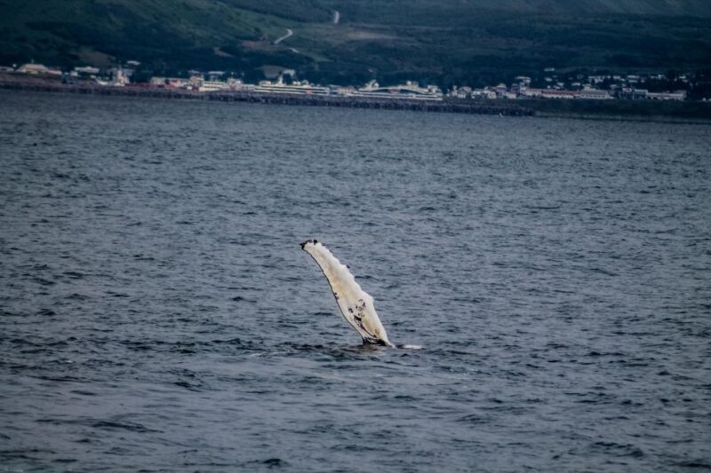 Húsavík: Family-Run and Guided Whale Watching Tour - Final Thoughts