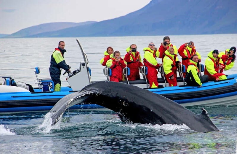 Húsavík: Original Big Whale Safari & Puffins by Speedboat - Why This Tour Stands Out