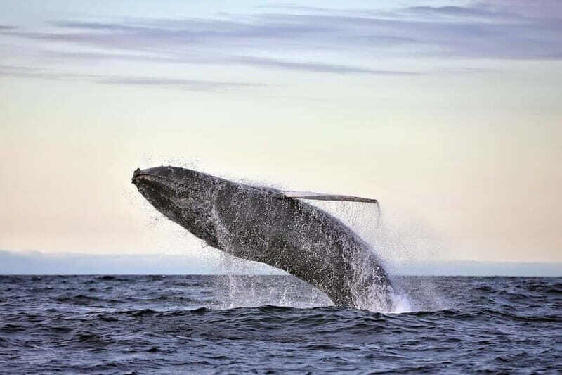 Húsavík: Original Big Whale Safari & Puffins by Speedboat - What to Expect During the Tour