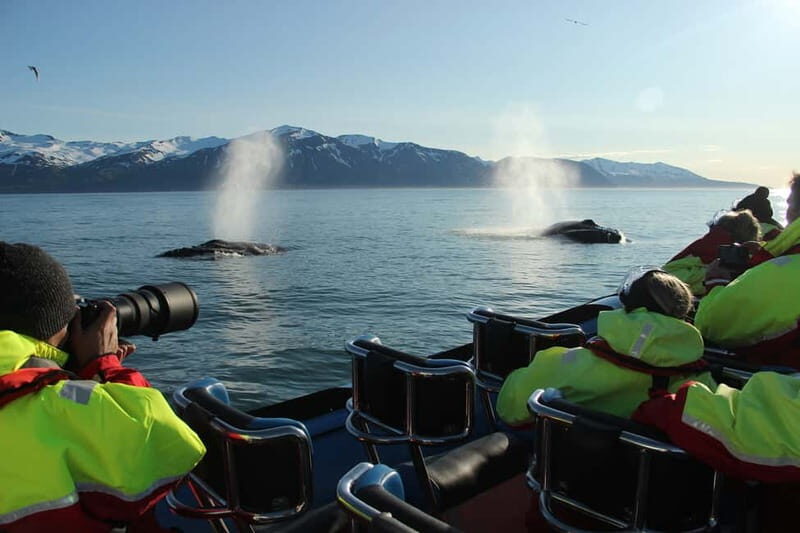 Húsavík: Original Big Whale Safari & Puffins by Speedboat - Authentic Insights from Reviewers