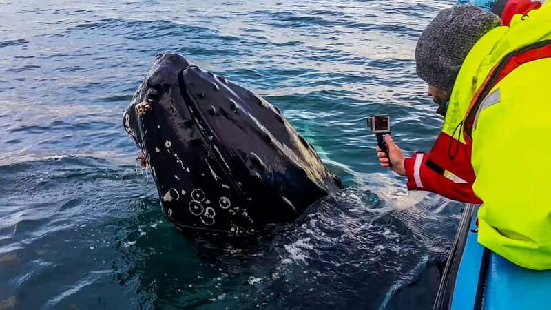 Húsavík: Original Big Whale Safari & Puffins by Speedboat - Who Would Love This Tour?