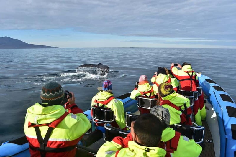 Húsavík: Original Big Whale Safari & Puffins by Speedboat - FAQ
