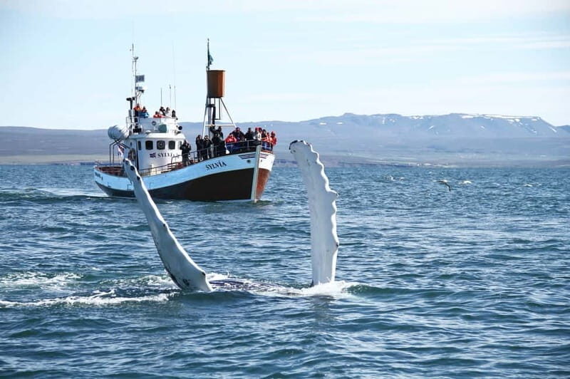 Húsavík: Traditional Whale Watching by Local Family Company - Key Points