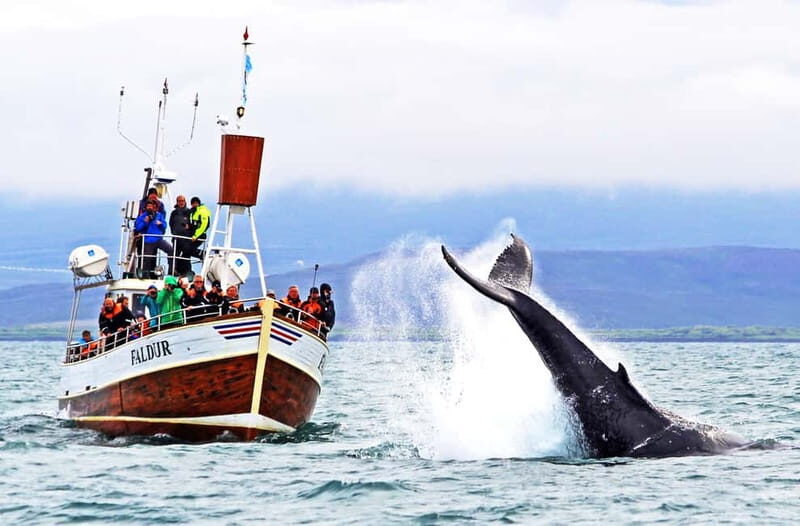 Húsavík: Traditional Whale Watching by Local Family Company - The Experience in Detail