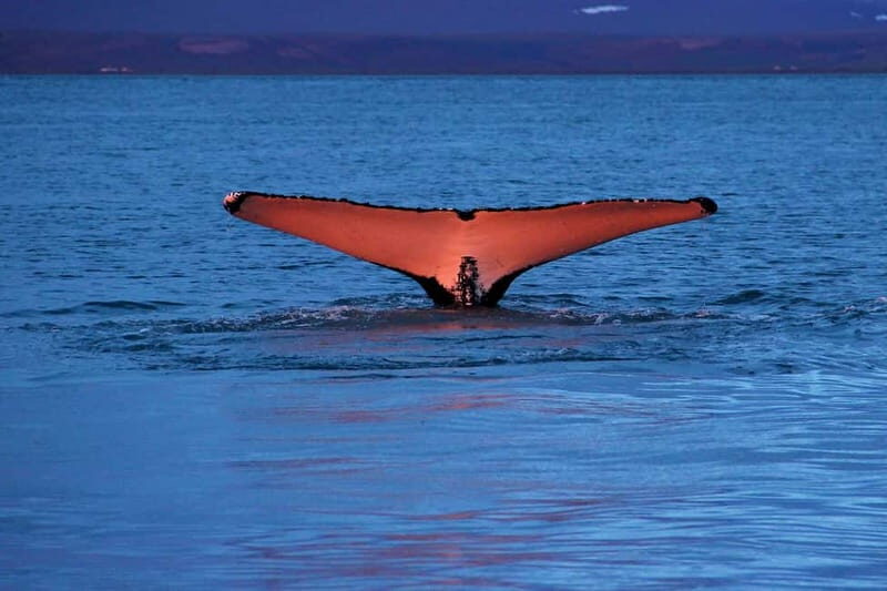 Húsavík: Traditional Whale Watching by Local Family Company - Who Should Consider This Tour?